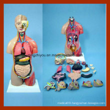 45cm Tall Halp Muscle and Half Skin Huamn Anatomy Torso Model (32 PCS)